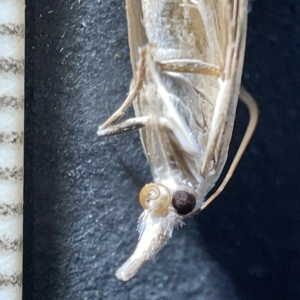 Culladia cuneiferellus at Watson, ACT - 24 Mar 2023 03:16 PM