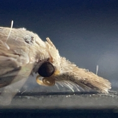 Culladia cuneiferellus at Watson, ACT - 24 Mar 2023 03:16 PM