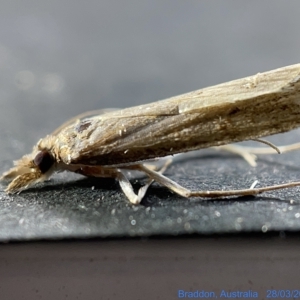 Culladia cuneiferellus at Watson, ACT - 24 Mar 2023 03:16 PM