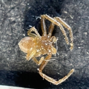 Thomisidae (family) at Watson, ACT - 24 Mar 2023 03:20 PM