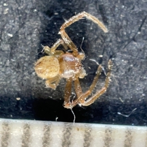 Thomisidae (family) at Watson, ACT - 24 Mar 2023 03:20 PM