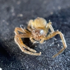 Thomisidae (family) at Watson, ACT - 24 Mar 2023 03:20 PM