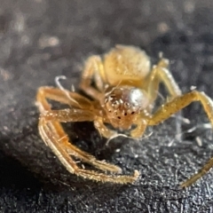 Thomisidae (family) at Watson, ACT - 24 Mar 2023