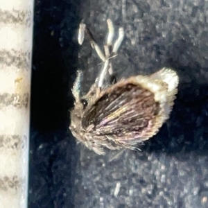 Psychodidae sp. (family) (TBC) at suppressed by Hejor1