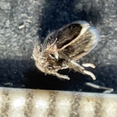 Psychodidae sp. (family) at Watson, ACT - 24 Mar 2023