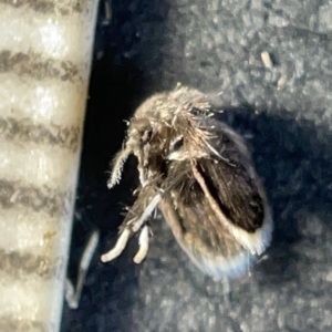 Psychodidae sp. (family) at Watson, ACT - 24 Mar 2023