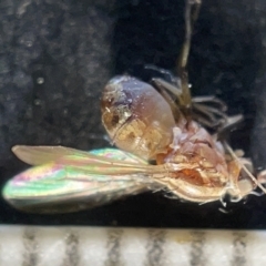 Sapromyza brunneovittata (A lauxid fly) at Watson Green Space - 29 Mar 2023 by Hejor1