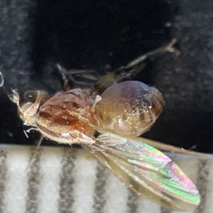 Sapromyza brunneovittata at Watson, ACT - 29 Mar 2023