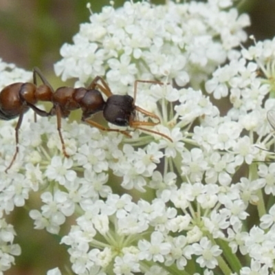 Myrmecia sp., pilosula-group (Jack jumper) at QPRC LGA - 2 Jan 2014 by arjay