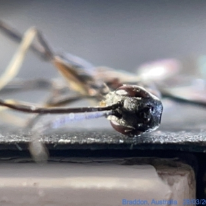 Gasteruption sp. (genus) at Watson, ACT - 29 Mar 2023