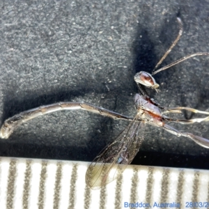 Gasteruption sp. (genus) at Watson, ACT - 29 Mar 2023