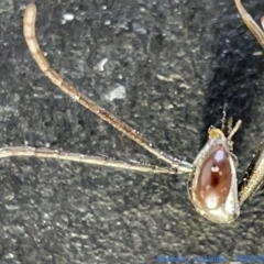 Gasteruption sp. (genus) at Watson, ACT - 29 Mar 2023