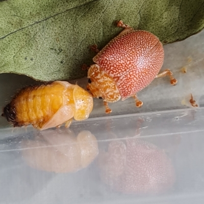 Paropsis atomaria (Eucalyptus leaf beetle) at Isaacs, ACT - 27 Mar 2023 by Mike