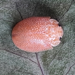 Paropsis atomaria at Isaacs, ACT - 27 Mar 2023