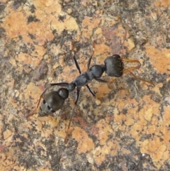Myrmecia sp., pilosula-group (Jack jumper) at Charleys Forest, NSW - 24 Dec 2013 by arjay