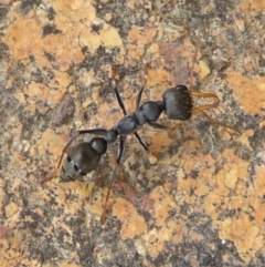 Myrmecia sp., pilosula-group (Jack jumper) at Charleys Forest, NSW - 24 Dec 2013 by arjay