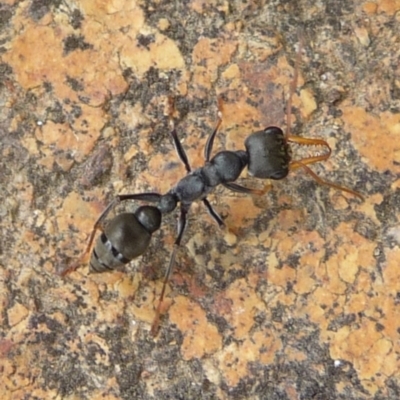 Myrmecia sp., pilosula-group (Jack jumper) at Charleys Forest, NSW - 24 Dec 2013 by arjay