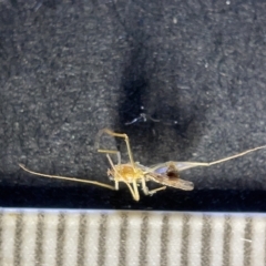 Nematocera sp. (suborder) (Unidentified 'nematoceran' fly) at Watson Green Space - 24 Mar 2023 by Hejor1