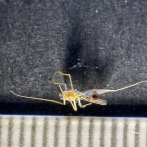 Culicidae sp. (family) (TBC) at suppressed by Hejor1