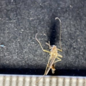 Nematocera sp. (suborder) at Watson, ACT - 24 Mar 2023