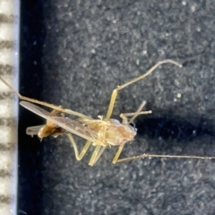 Nematocera sp. (suborder) at Watson, ACT - 24 Mar 2023