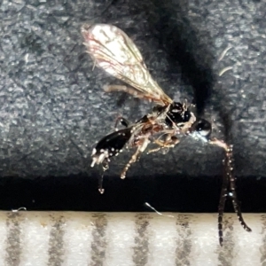 Trichoptera sp. (order) (TBC) at suppressed by Hejor1