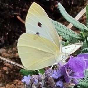 Pieris rapae (Cabbage White) at Isaacs, ACT by Mike