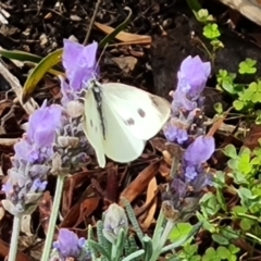 Pieris rapae at Isaacs, ACT - 27 Mar 2023 03:03 PM