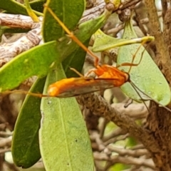 Ichneumonidae (family) (Unidentified ichneumon wasp) at Isaacs, ACT - 27 Mar 2023 by Mike