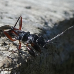 Daerlac cephalotes (Ant Mimicking Seedbug) at Charleys Forest, NSW - 18 Mar 2023 by arjay