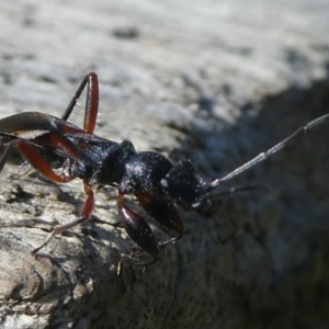 Daerlac cephalotes at Charleys Forest, NSW - suppressed