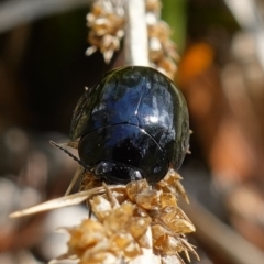 Paropsisterna morio (Morio leaf beetle) at Tinderry, NSW - 15 Mar 2023 by RobG1
