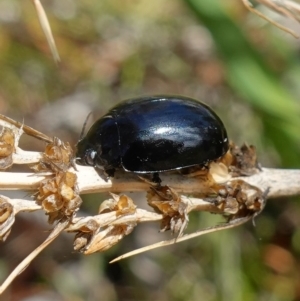 Paropsisterna morio at Tinderry, NSW - 15 Mar 2023 01:11 PM