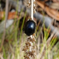 Paropsisterna morio at Tinderry, NSW - 15 Mar 2023