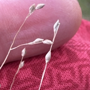 Panicum effusum at Aranda, ACT - 29 Mar 2023 05:25 PM