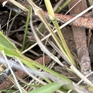 Panicum effusum at Aranda, ACT - 29 Mar 2023 05:25 PM