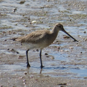 Limosa lapponica at Cairns City, QLD - 29 Mar 2023 10:05 AM
