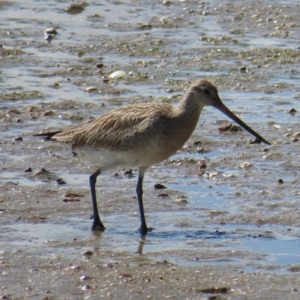 Limosa lapponica (Bar-tailed Godwit) at Cairns City, QLD by MatthewFrawley