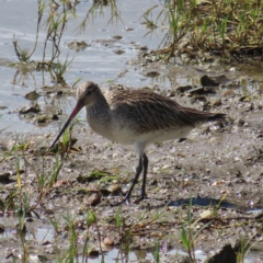 Limosa lapponica at Cairns City, QLD - 29 Mar 2023 10:05 AM