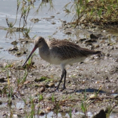 Limosa lapponica at Cairns City, QLD - 29 Mar 2023