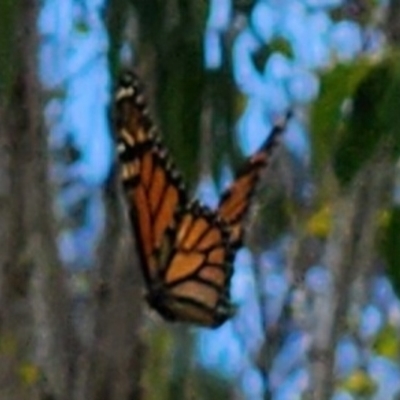 Danaus plexippus (Monarch) at Berrima River Reserve - 29 Mar 2023 by NathanaelC
