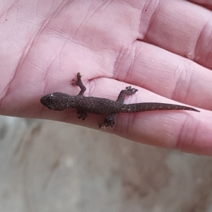 Christinus marmoratus (Southern Marbled Gecko) at suppressed by jmcleod
