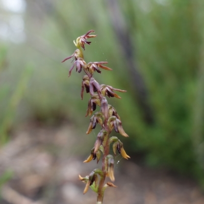 Corunastylis clivicola (Rufous midge orchid) at Piney Ridge - 21 Mar 2023 by RobG1