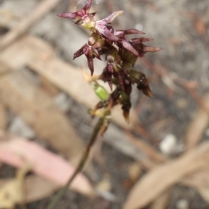 Corunastylis clivicola at Stromlo, ACT - suppressed