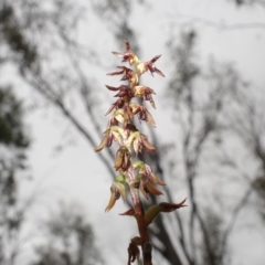 Corunastylis clivicola at Stromlo, ACT - suppressed