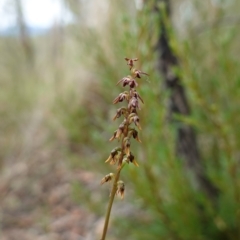 Corunastylis clivicola at Stromlo, ACT - suppressed