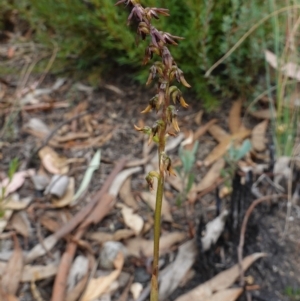 Corunastylis clivicola at Stromlo, ACT - suppressed