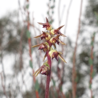 Corunastylis clivicola (Rufous midge orchid) at Block 402 - 21 Mar 2023 by RobG1