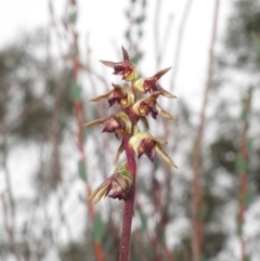 Corunastylis clivicola (Rufous midge orchid) at Piney Ridge - 21 Mar 2023 by RobG1