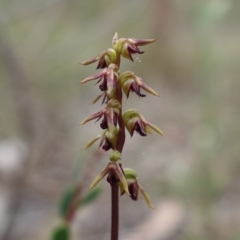 Corunastylis clivicola at Stromlo, ACT - 21 Mar 2023